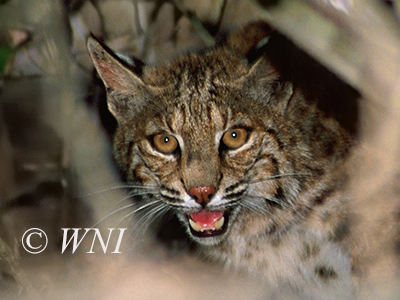 Bobcat (Lynx rufus)